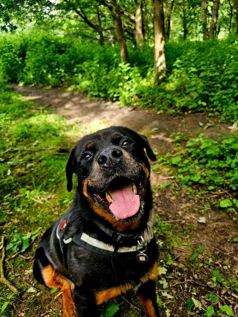 Dog Walks Scunthorpe: Best Parks & Trails for Happy Paws