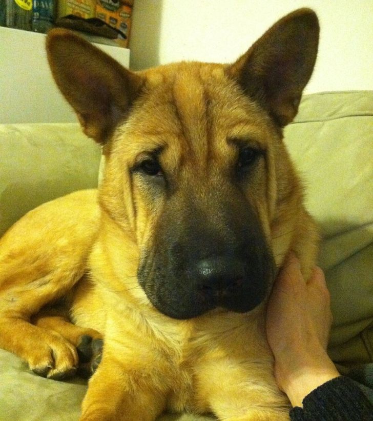shar pei german shepherd mix unveiling unique traits 1