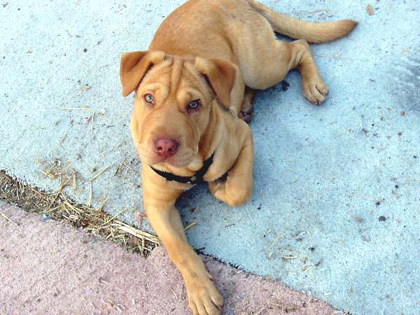 Shar Pei Lab Mix: Unveiling the Unique Hybrid Charm