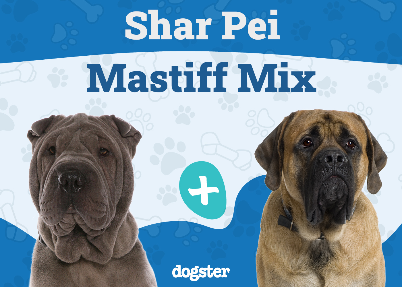 shar pei mastiff mix unveiling the majestic mutt