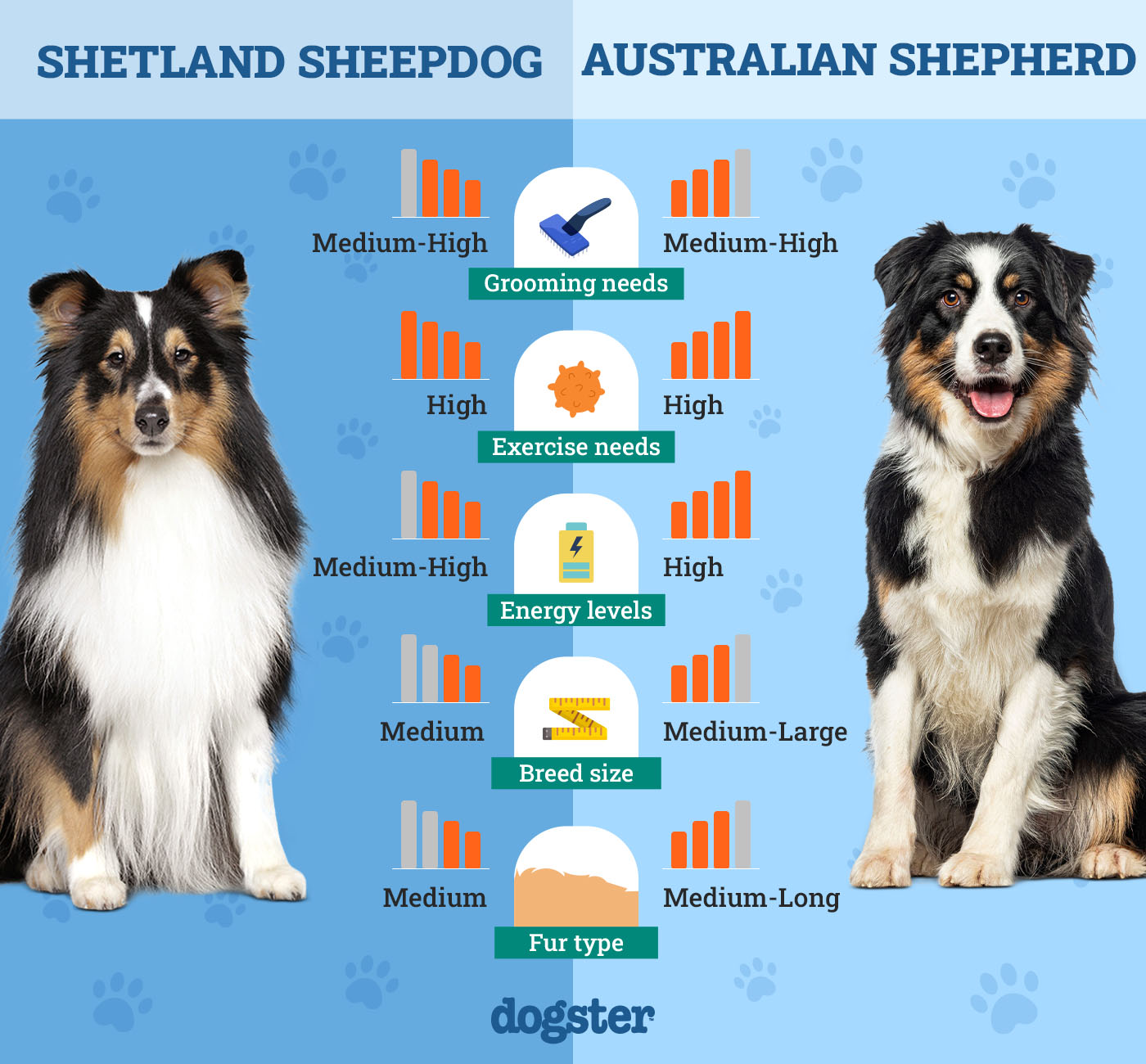 shetland sheepdog vs australian shepherd breed showdown