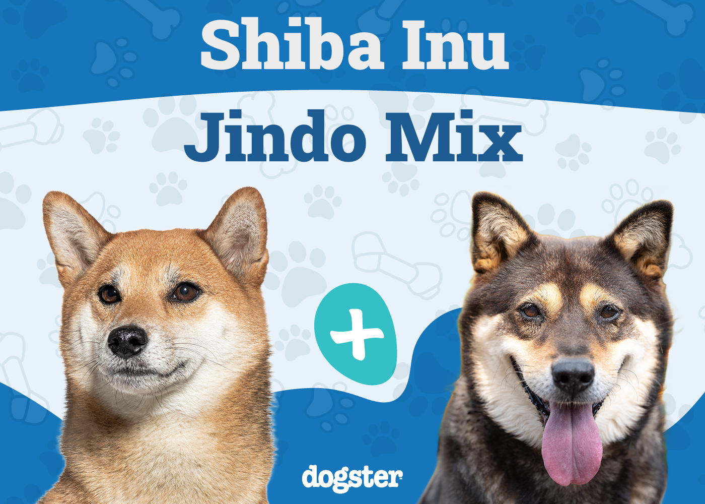 Shiba Jindo Mix: Unveiling the Unique Canine Blend