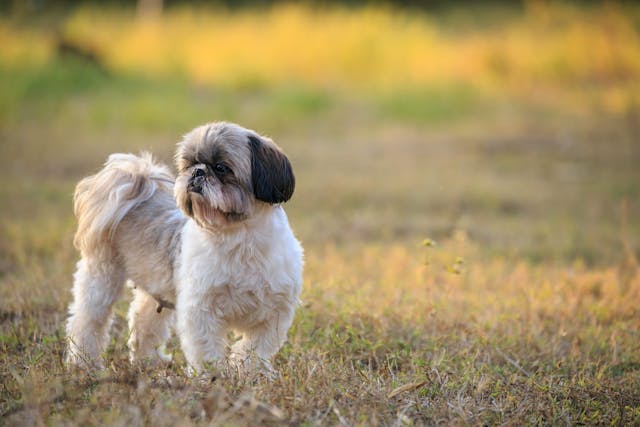 shih tzus lifespan unveiling their longevity secrets