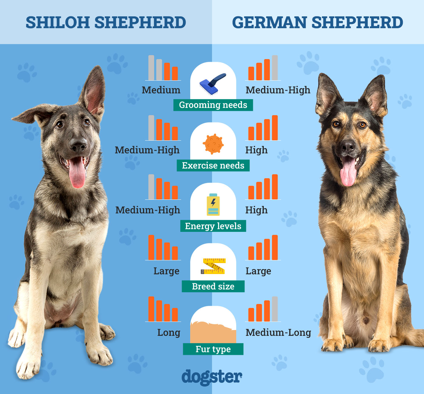 shiloh shepherd vs german shepherd unveiling differences