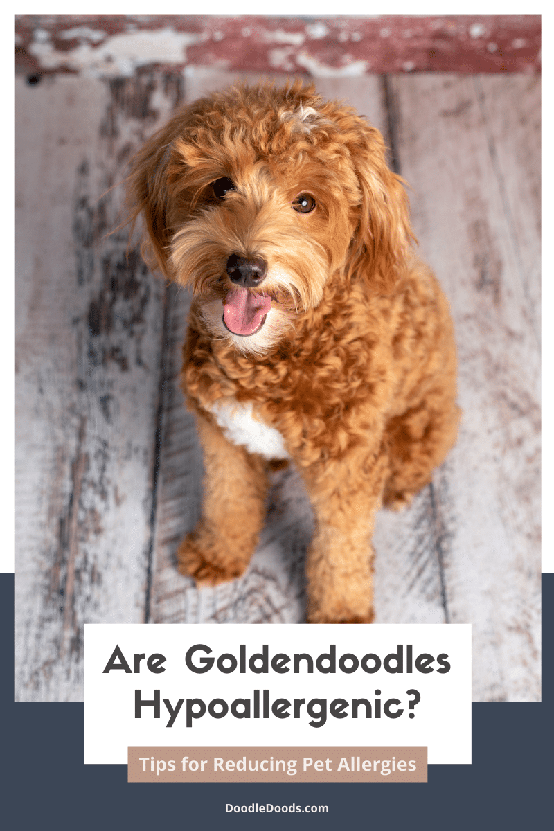 Should I Get a Goldendoodle Quiz: Find Your Match!