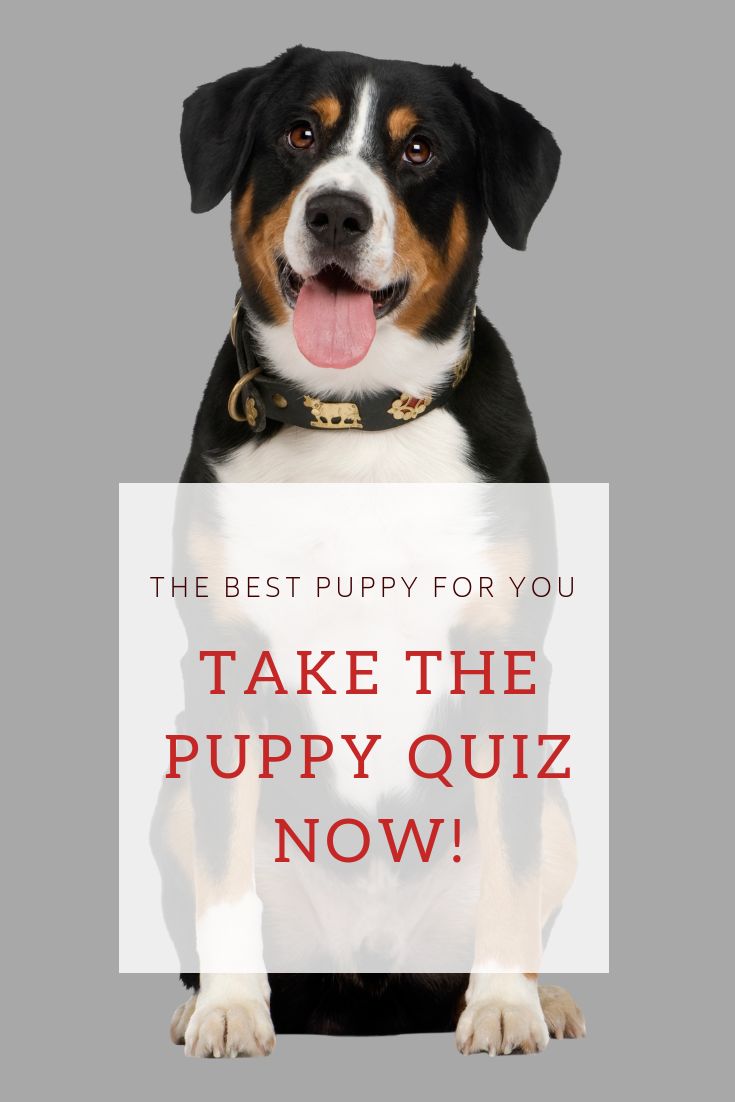should i get a puppy quiz find your perfect match