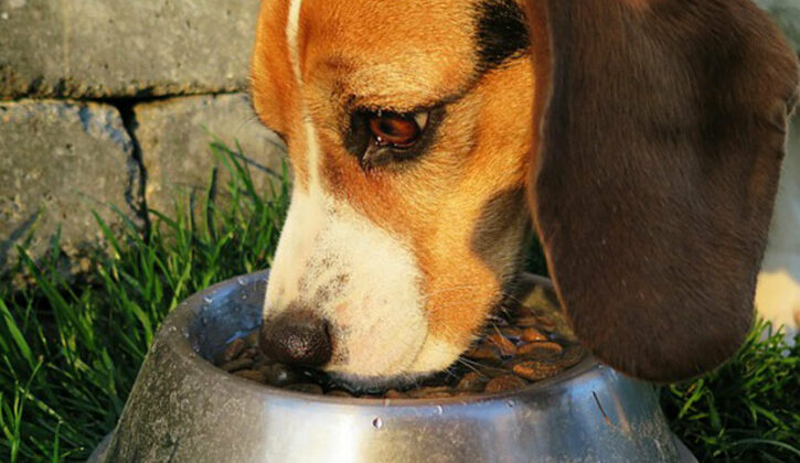 Should My Dog Food Be Grain Free? Unveiling the Truth!