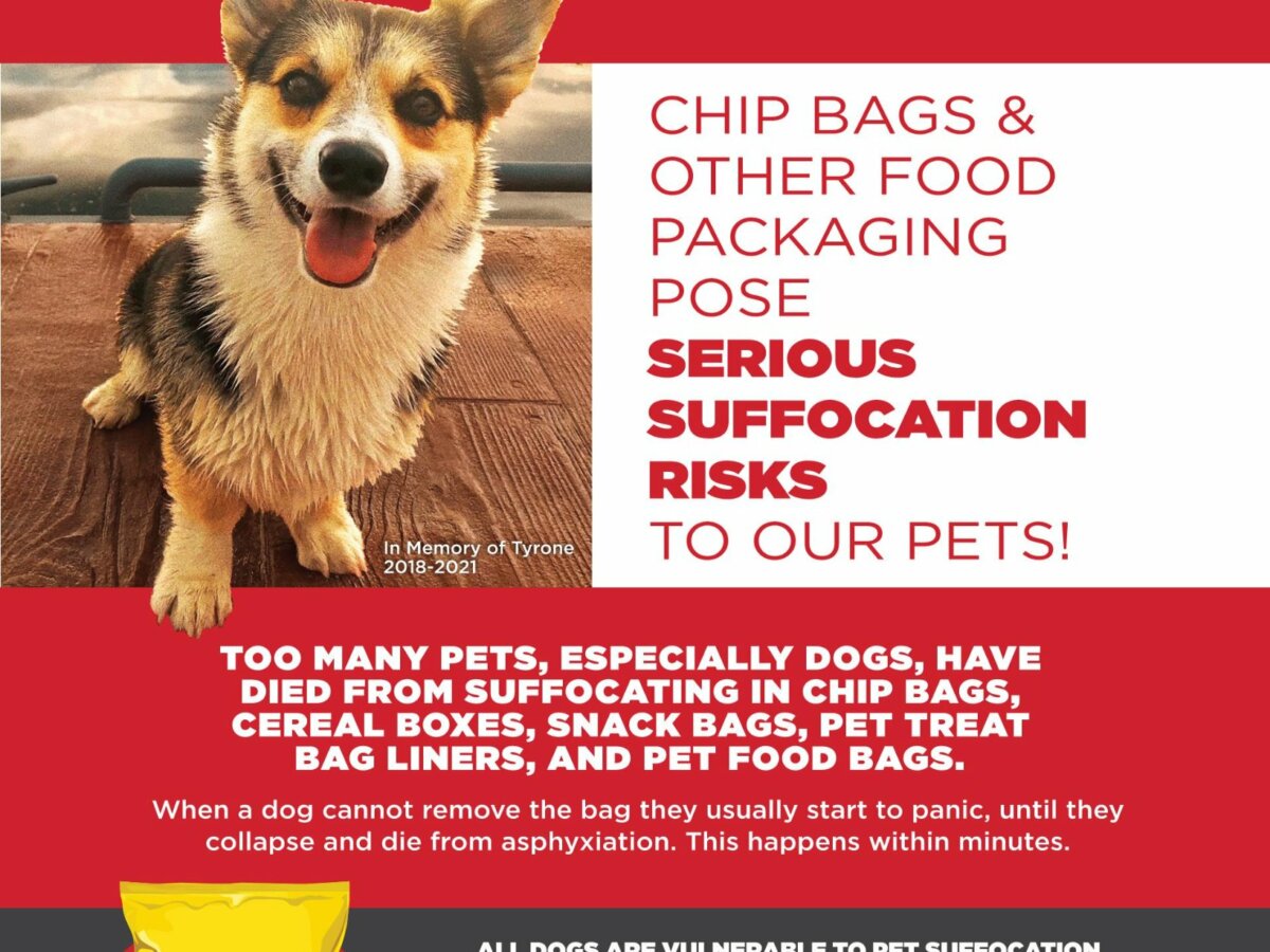 should you keep dog food in the bag unveiled truths 1