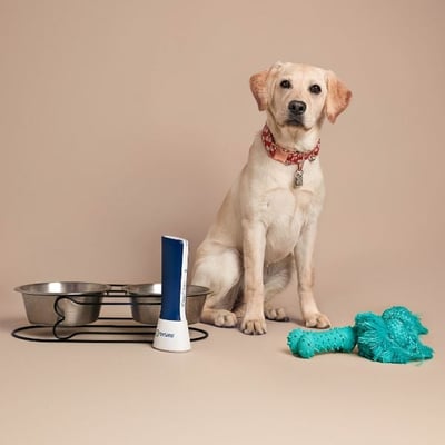 Should You Wash Dog Toys Before Use? Safety Tips Revealed