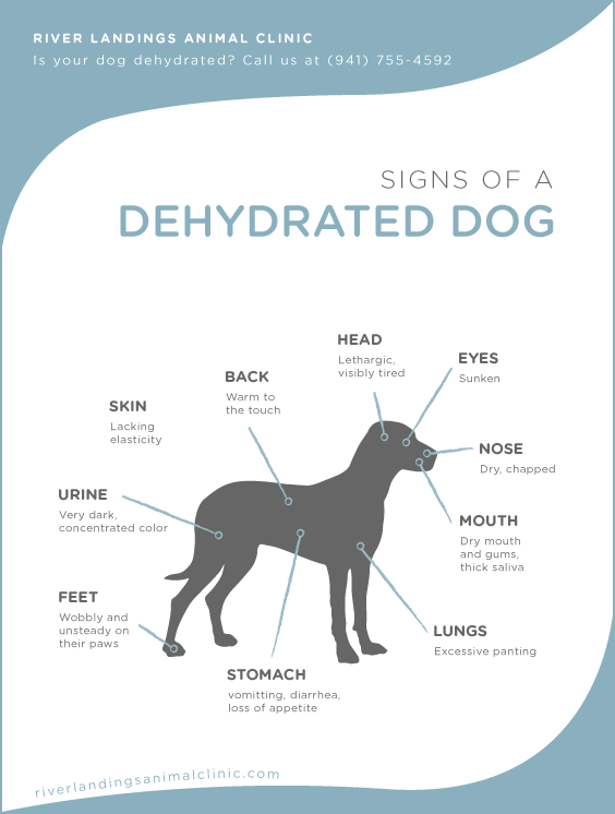 signs of dehydration in dogs spot the warning signs