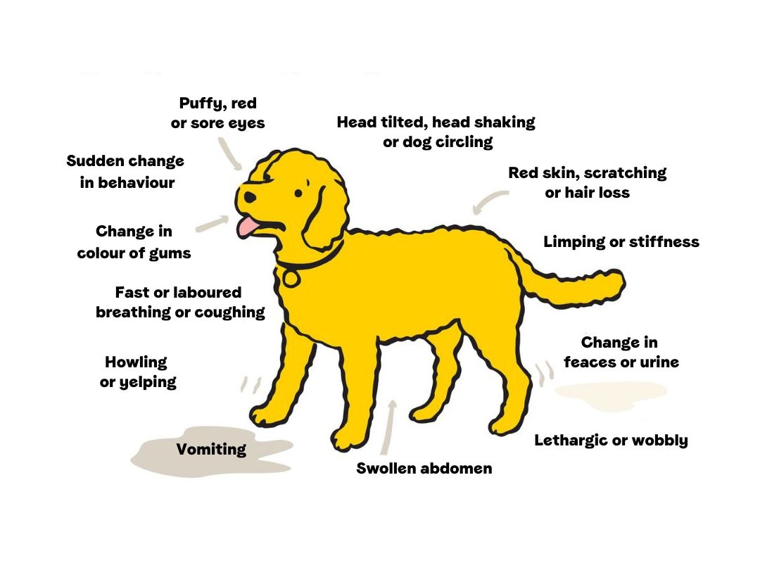 Signs Your Dog Needs to Be Neutered: Vital Clues