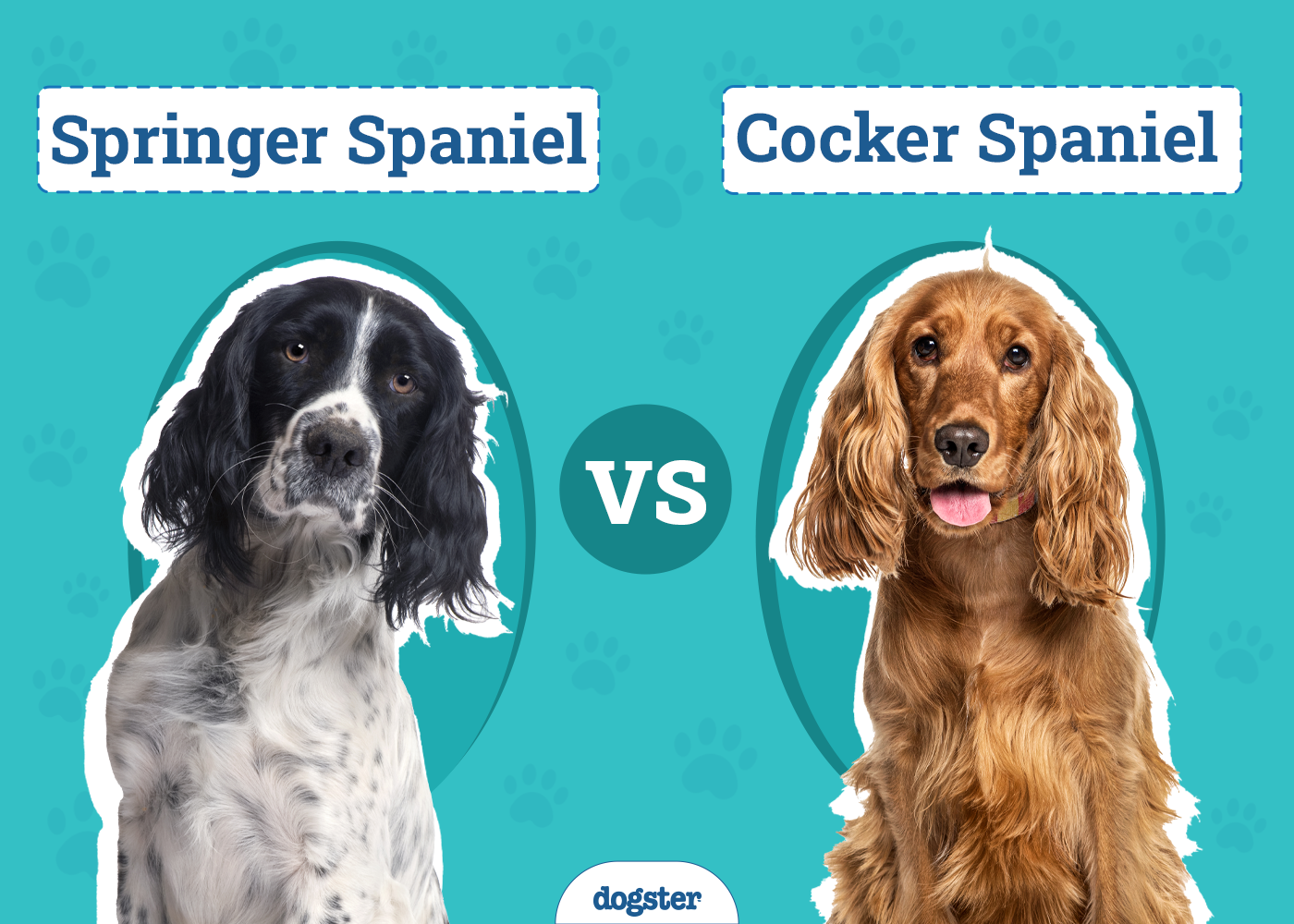 Springer Spaniel Vs Cocker Spaniel: Best Pet Pick?