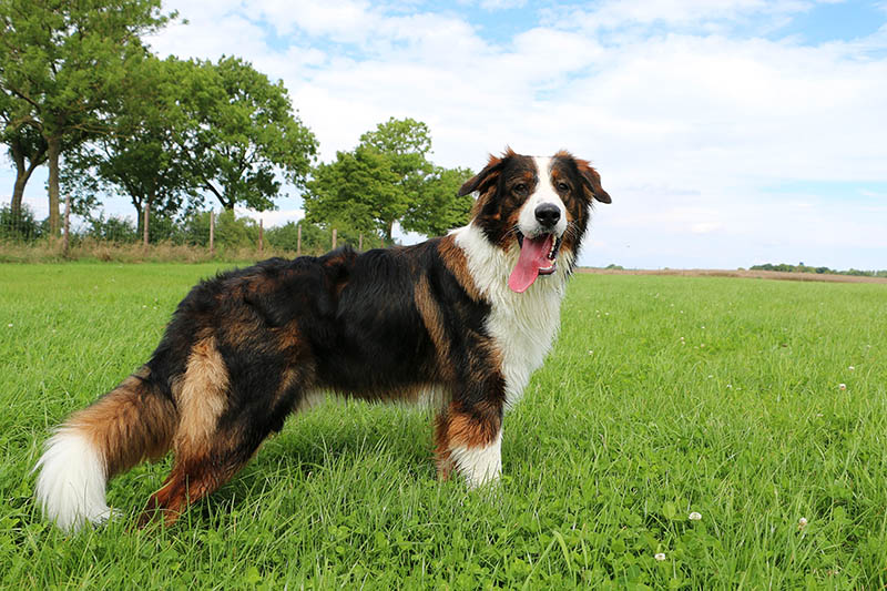St Bernard Australian Shepherd Mix: Ultimate Guide