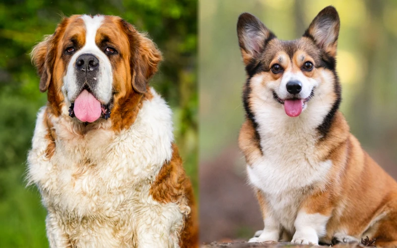 St Bernard Corgi Mix: Unveiling the Ultimate Companions