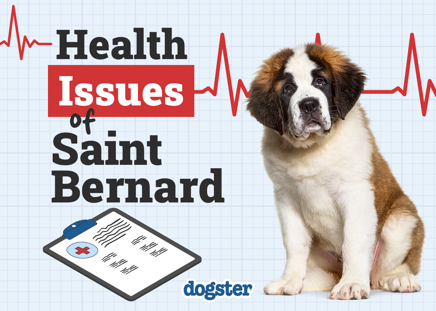 st bernard health issues essential tips for a healthy life