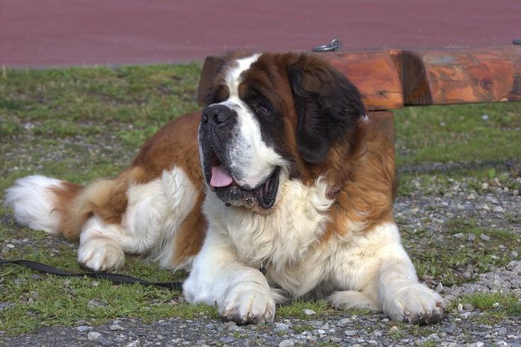 St Bernard Pitbull Mix: The Ultimate Gentle Giant Guide