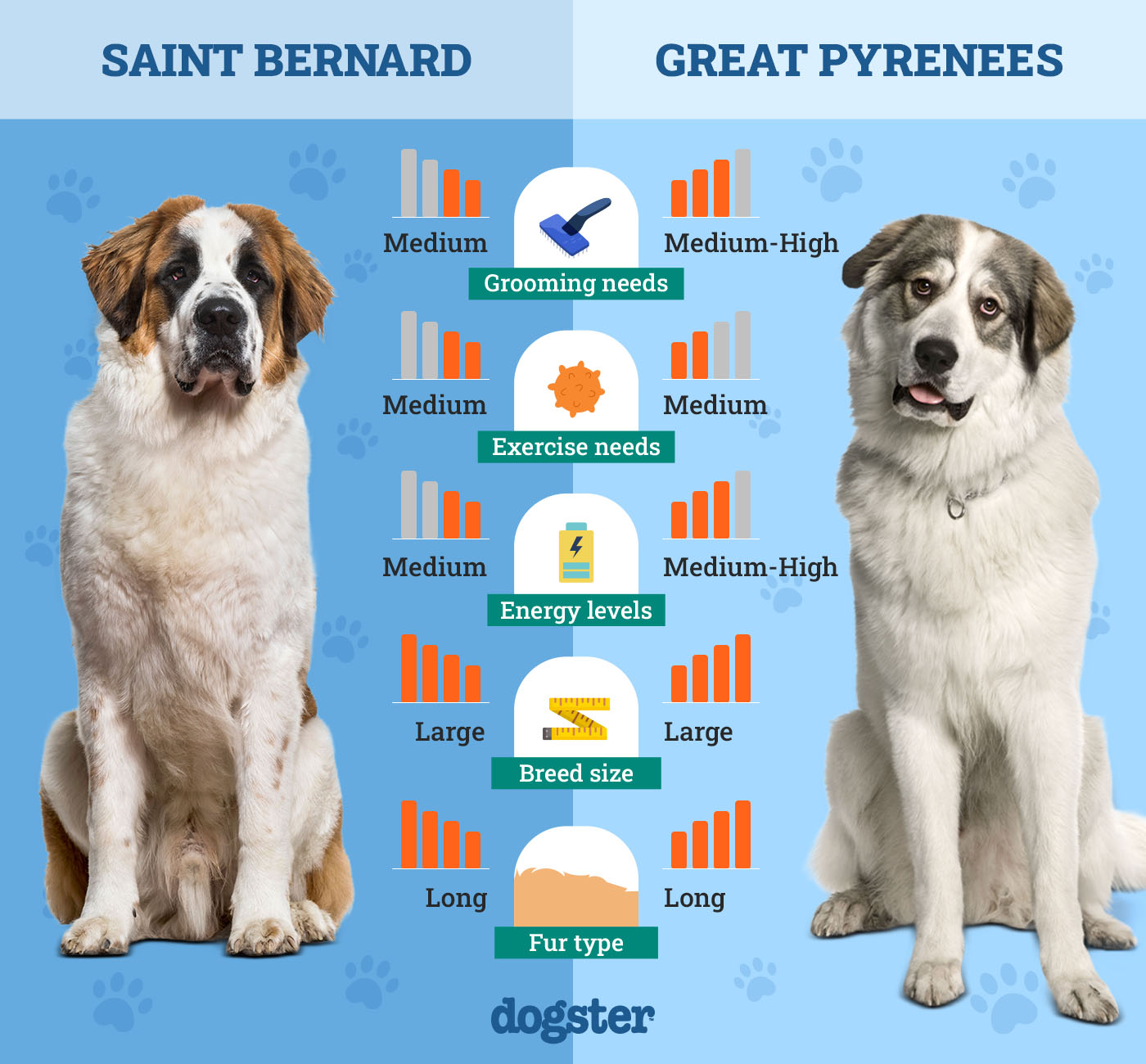st bernard vs great pyrenees gentle giants face off
