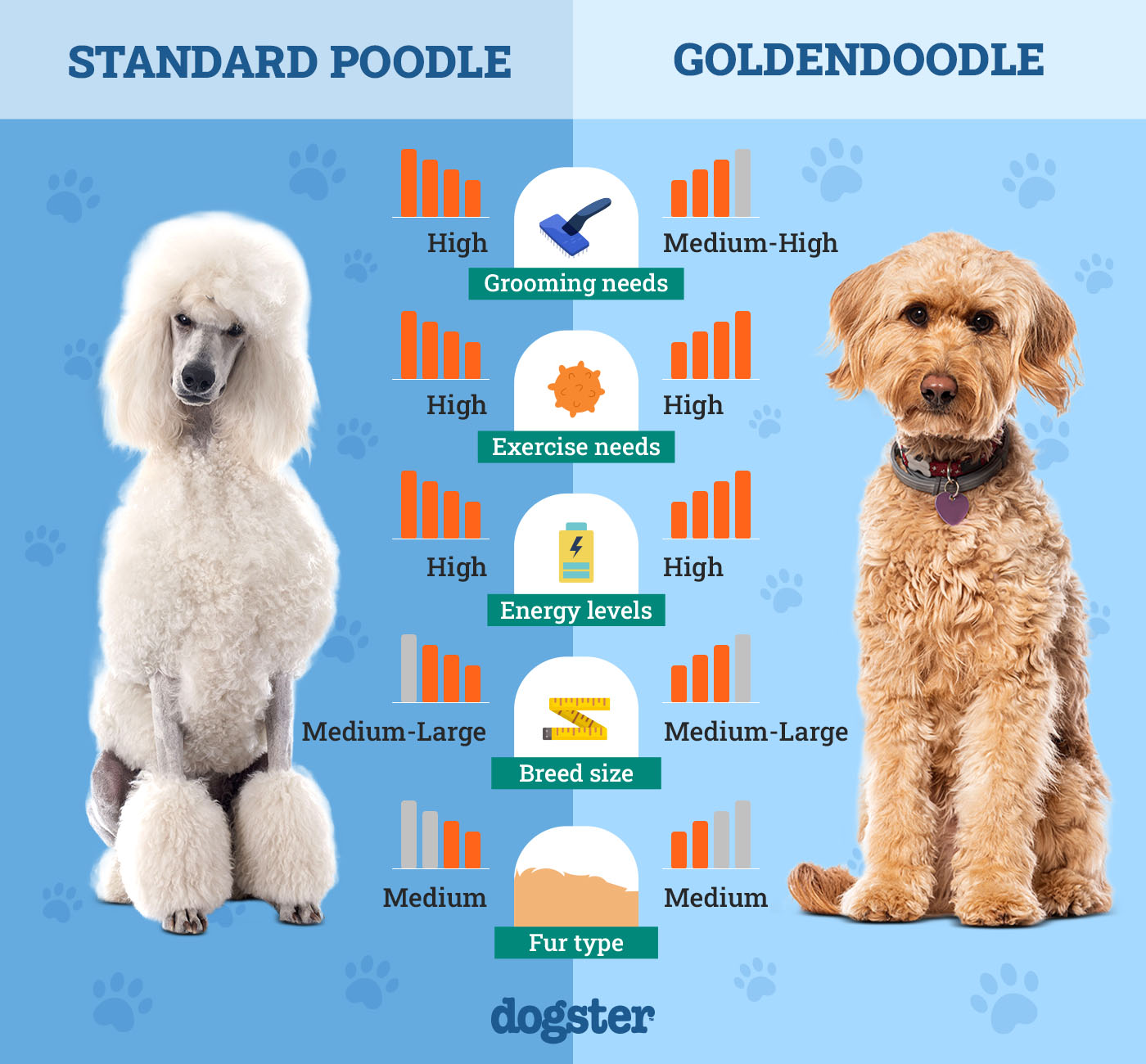 standard poodle vs goldendoodle ultimate breed battle