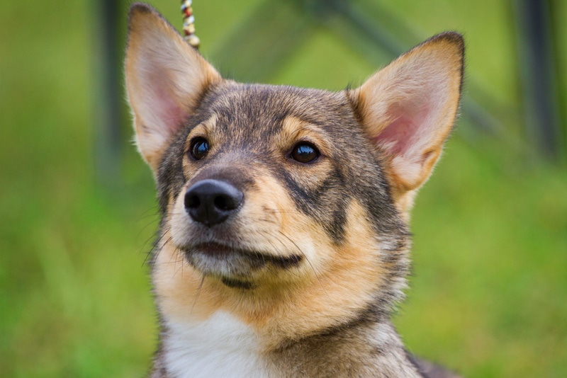 swedish vallhund health issues essential facts every owner should know