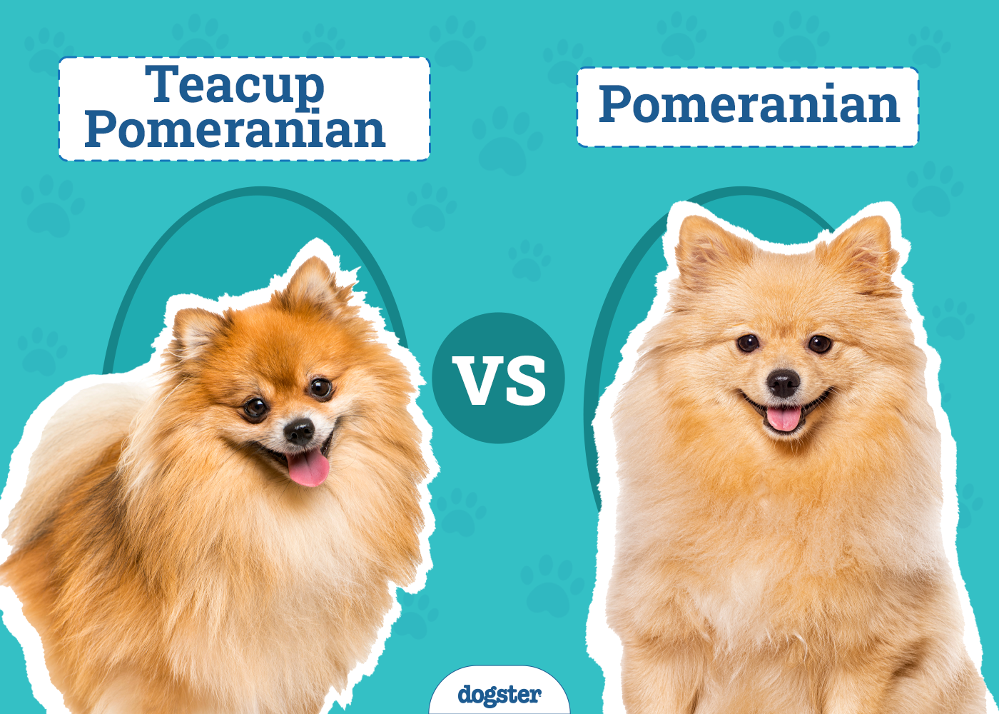 teacup pomeranian vs pomeranian cute clash revealed