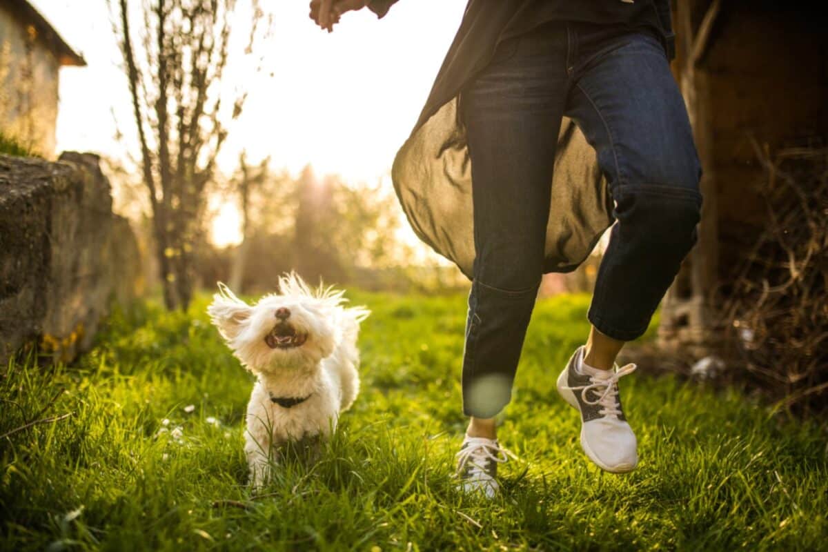 the benefits of regular exercise for your dogs health vital boost