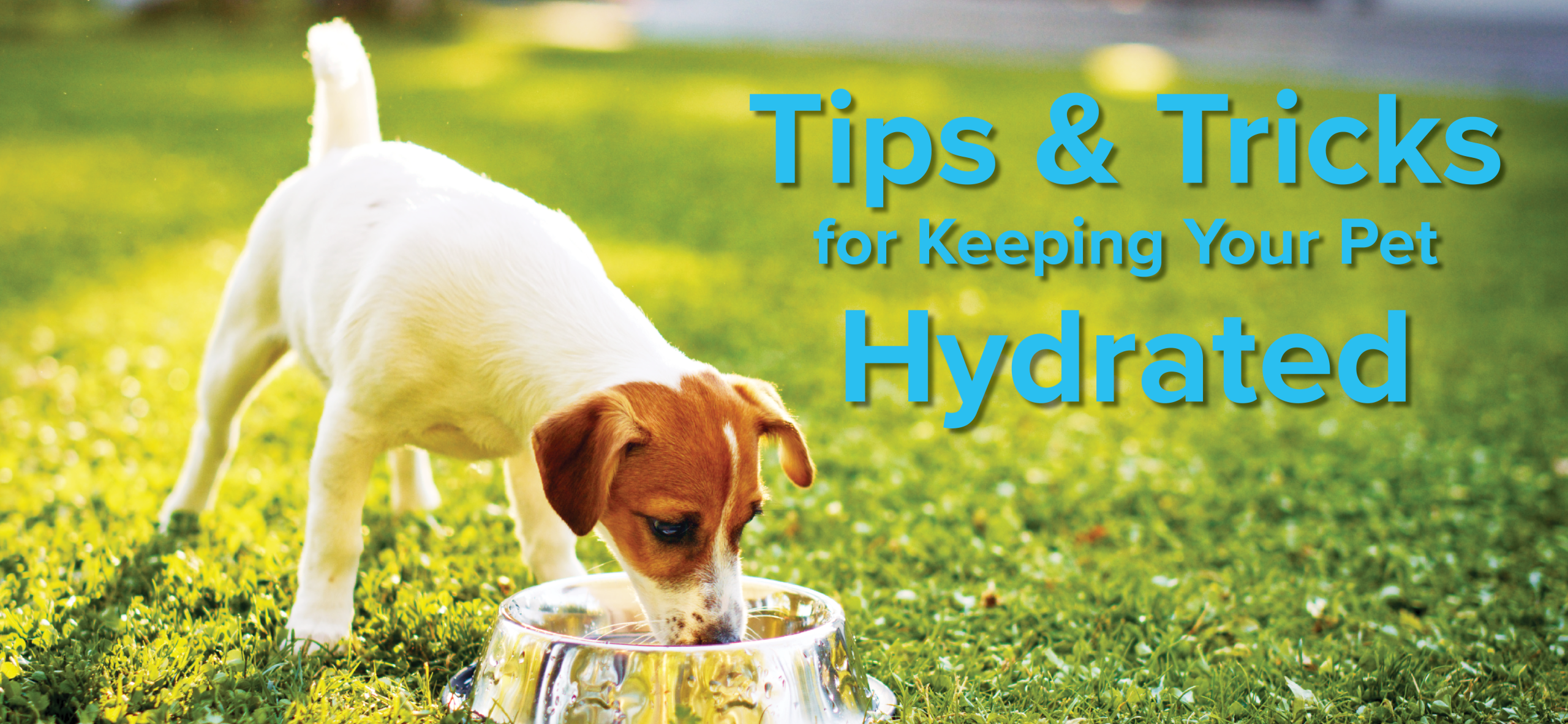 the role of hydration in canine health quench their thirst scaled