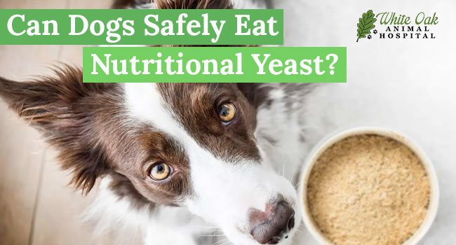 The Ultimate Guide to Nutritional Yeast for Dogs: Unmissable Benefits!