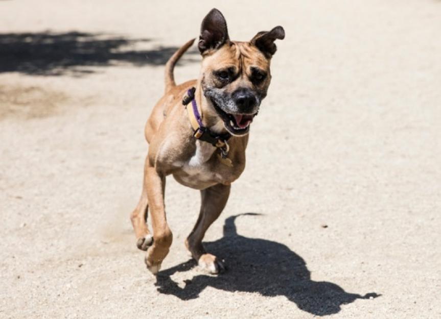 three legged dog care tips for a happy healthy tri pawd