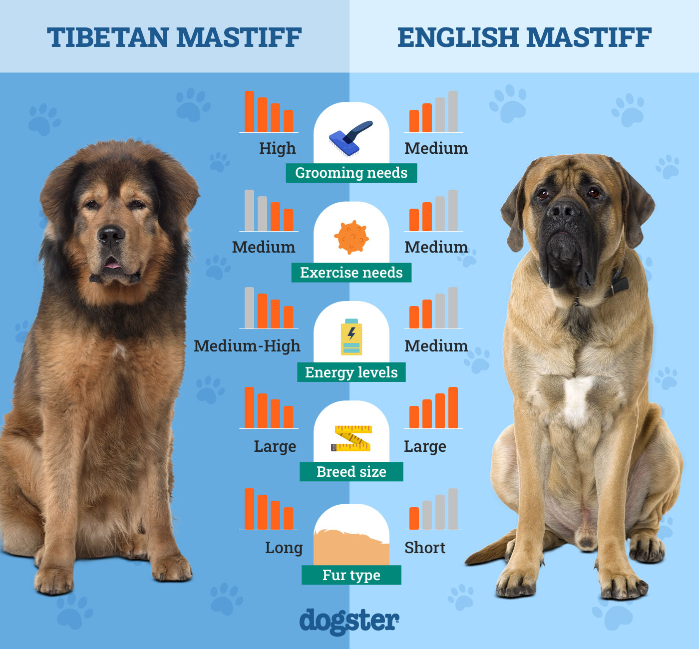 tibetan mastiff vs english mastiff a giant breed showdown