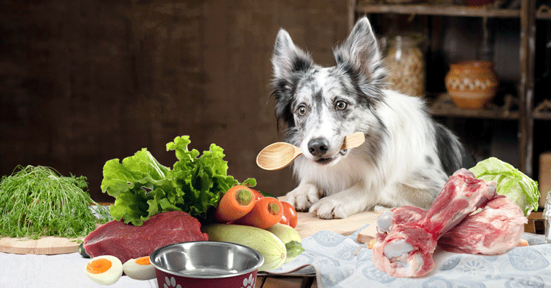 Top 10 Reasons to Learn About Dog Food Nutrition: Unlock Health Secrets