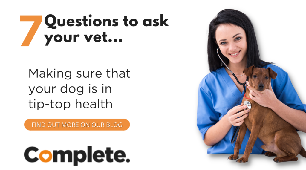 top questions to ask the vet ensure your pets health