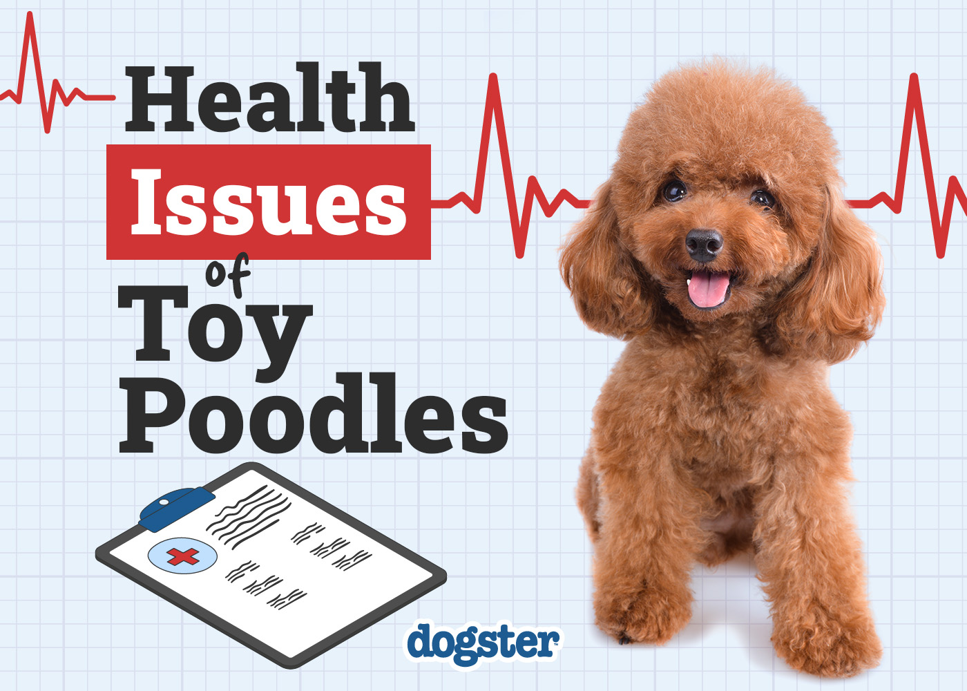 toy poodle health problems essential tips for a healthy pup