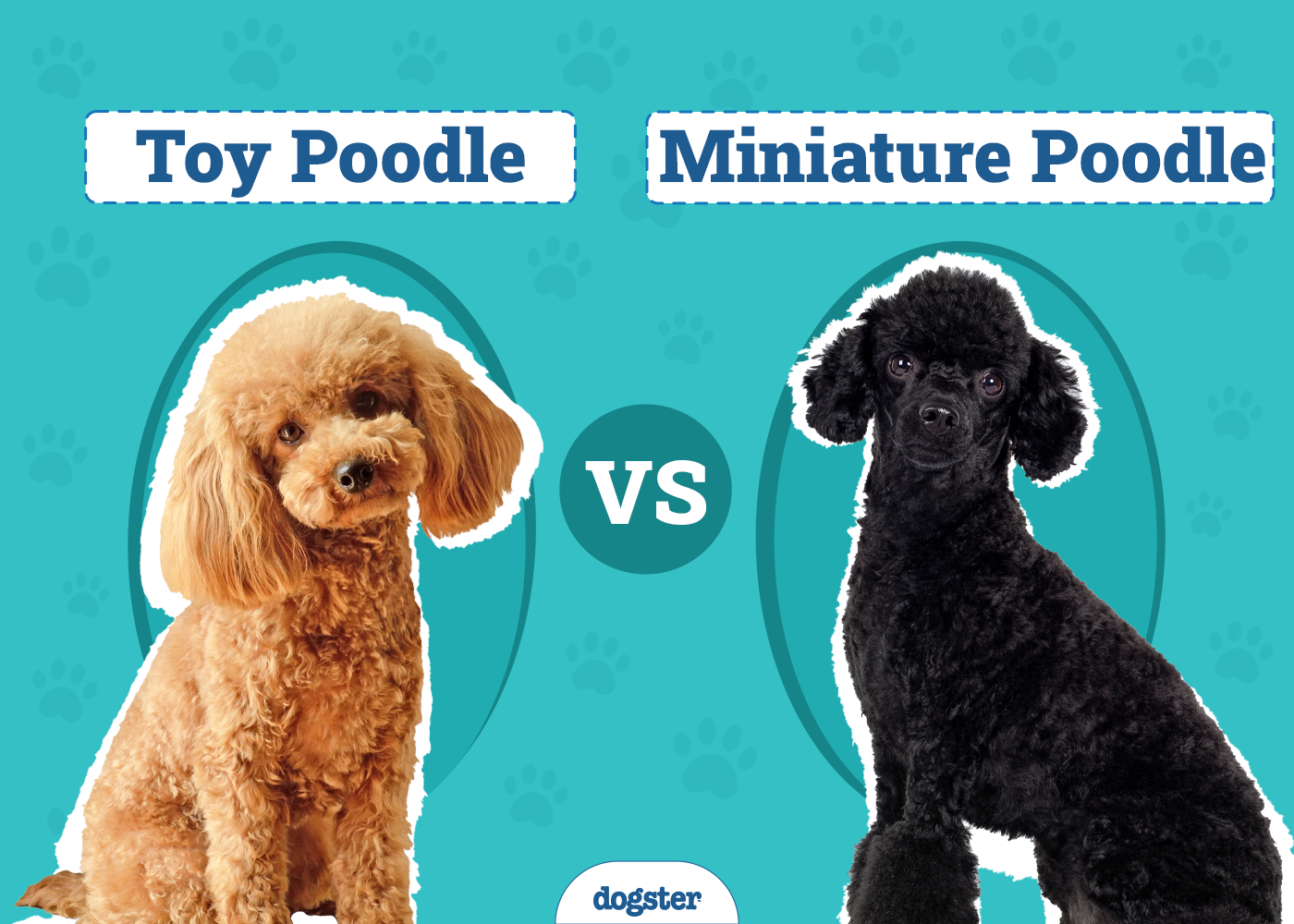 toy poodle vs miniature poodle a cute clash unveiled 1