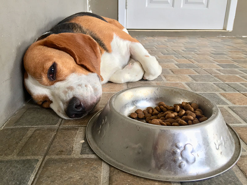 understanding beagle pain syndrome vets insights to relief