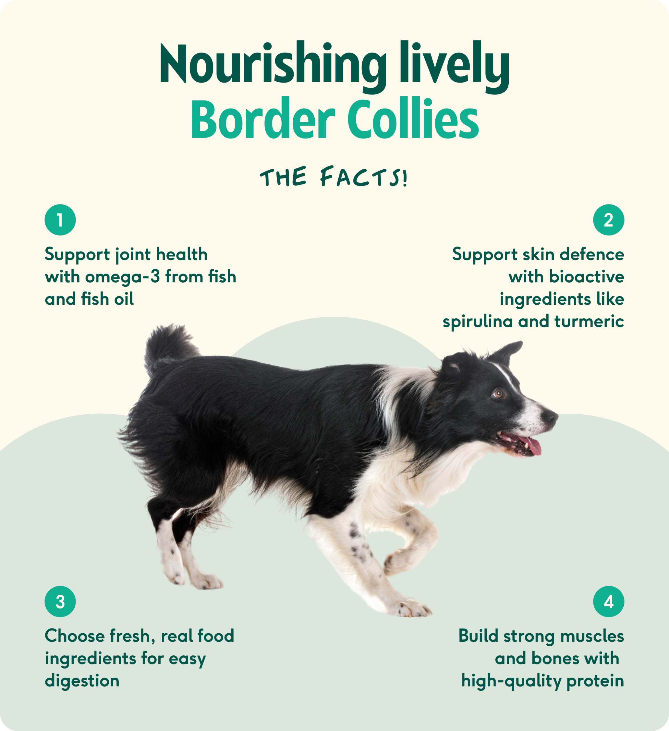 understanding border collie hip dysplasia vets insights scaled