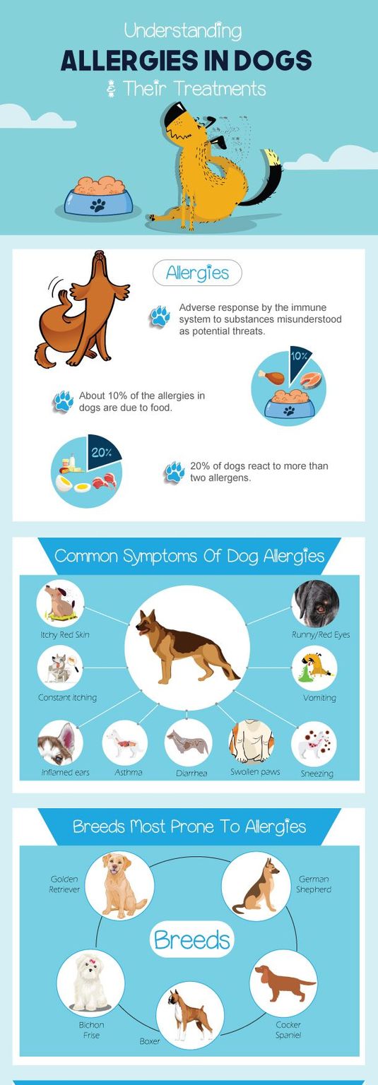 understanding dog allergies relief care simplified