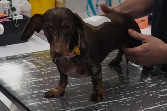 understanding intervertebral disc disease in dachshunds vet insights tips