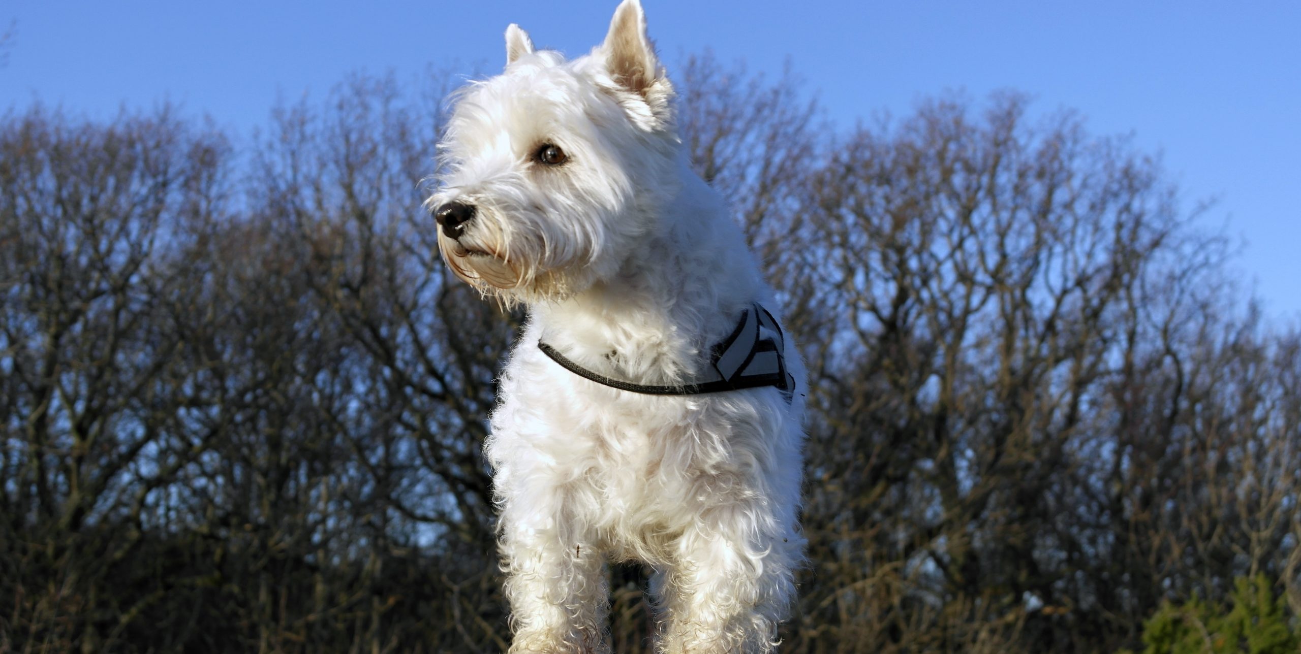understanding westie lung disease vets insights unveiled scaled
