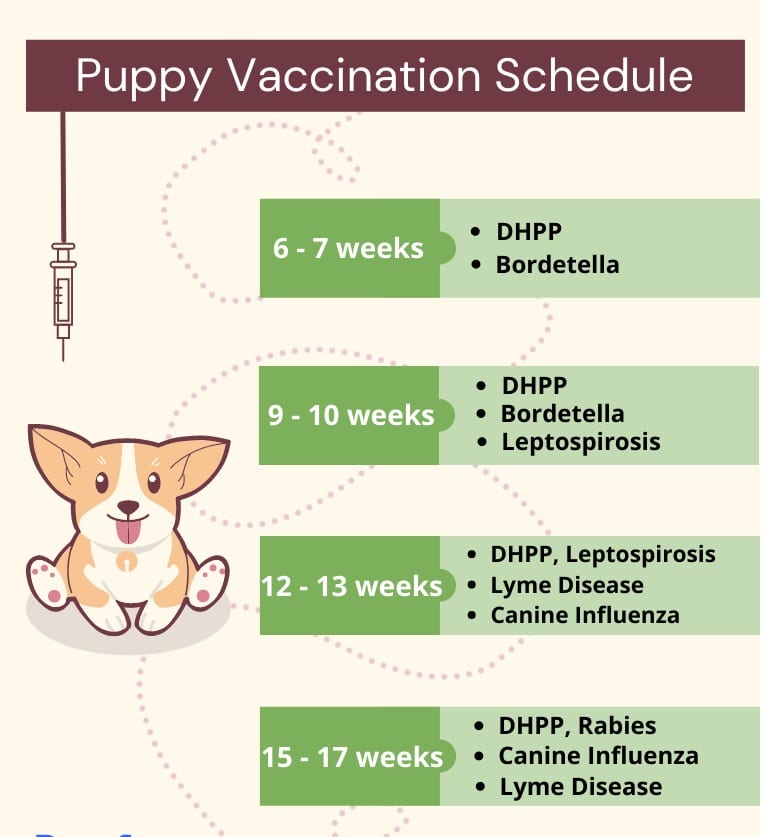 vaccinations for dogs shielding pups with vital shots