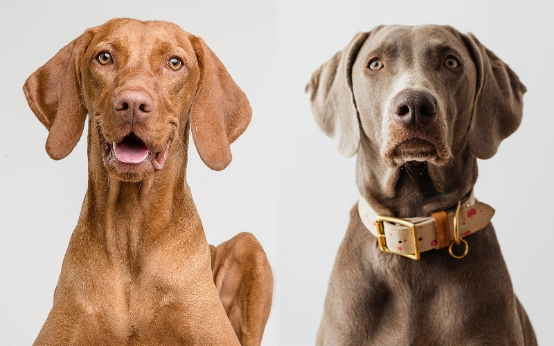 vizmaraner vizsla weimaraner mix ultimate guide