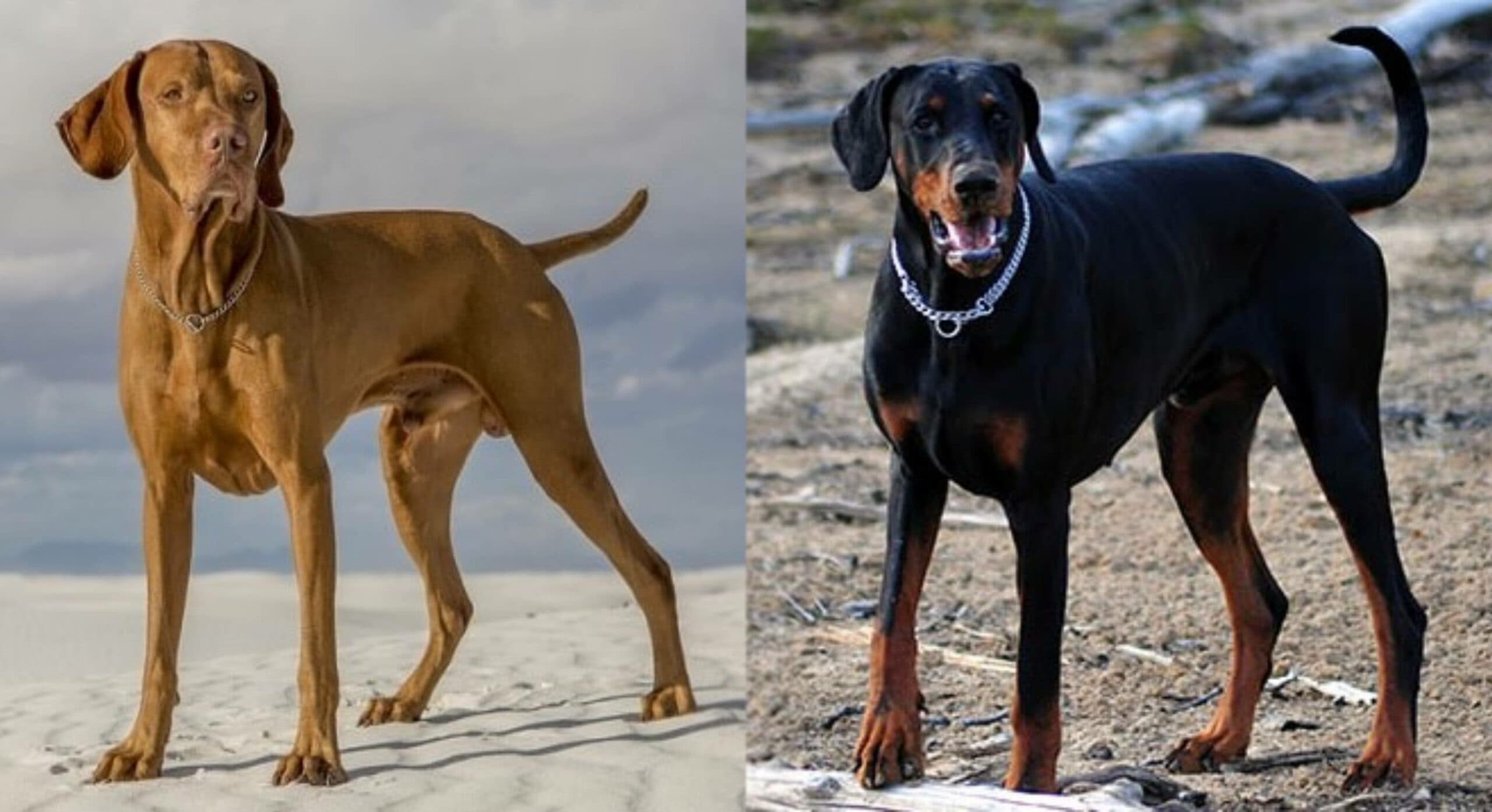 Vizsla Doberman Mix: Unveiling the Ultimate Hybrid Hound