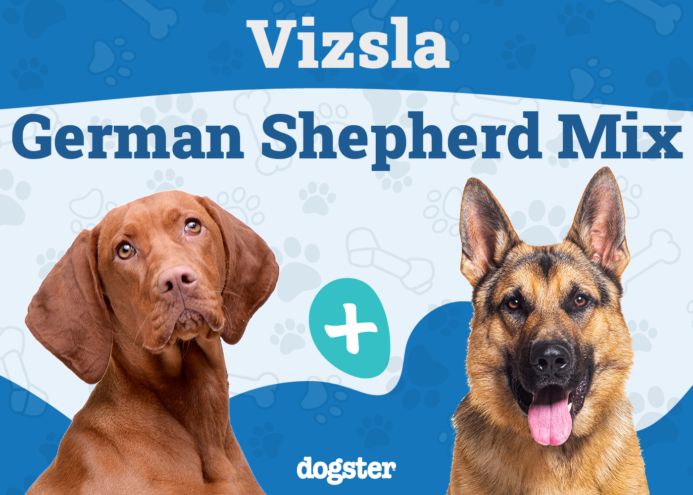 Vizsla German Shepherd Mix: Unveil the Ultimate Hybrid