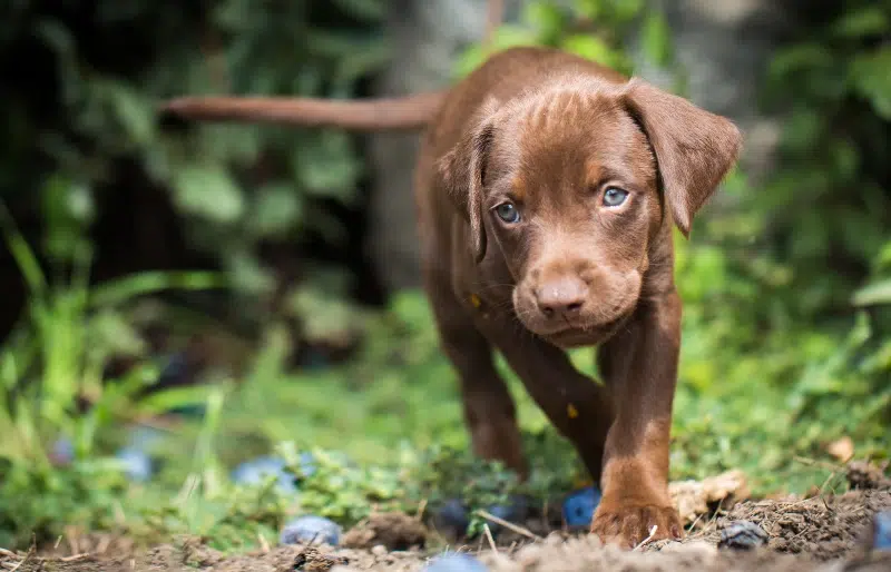Vizsla Labrador Mix: Unveiling the Ultimate Family Dog