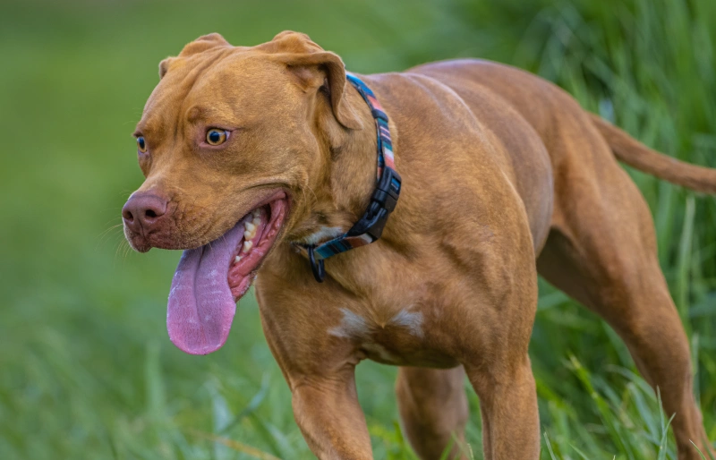 Vizsla Pitbull Mix: Unveiling the Dynamic Hybrid!