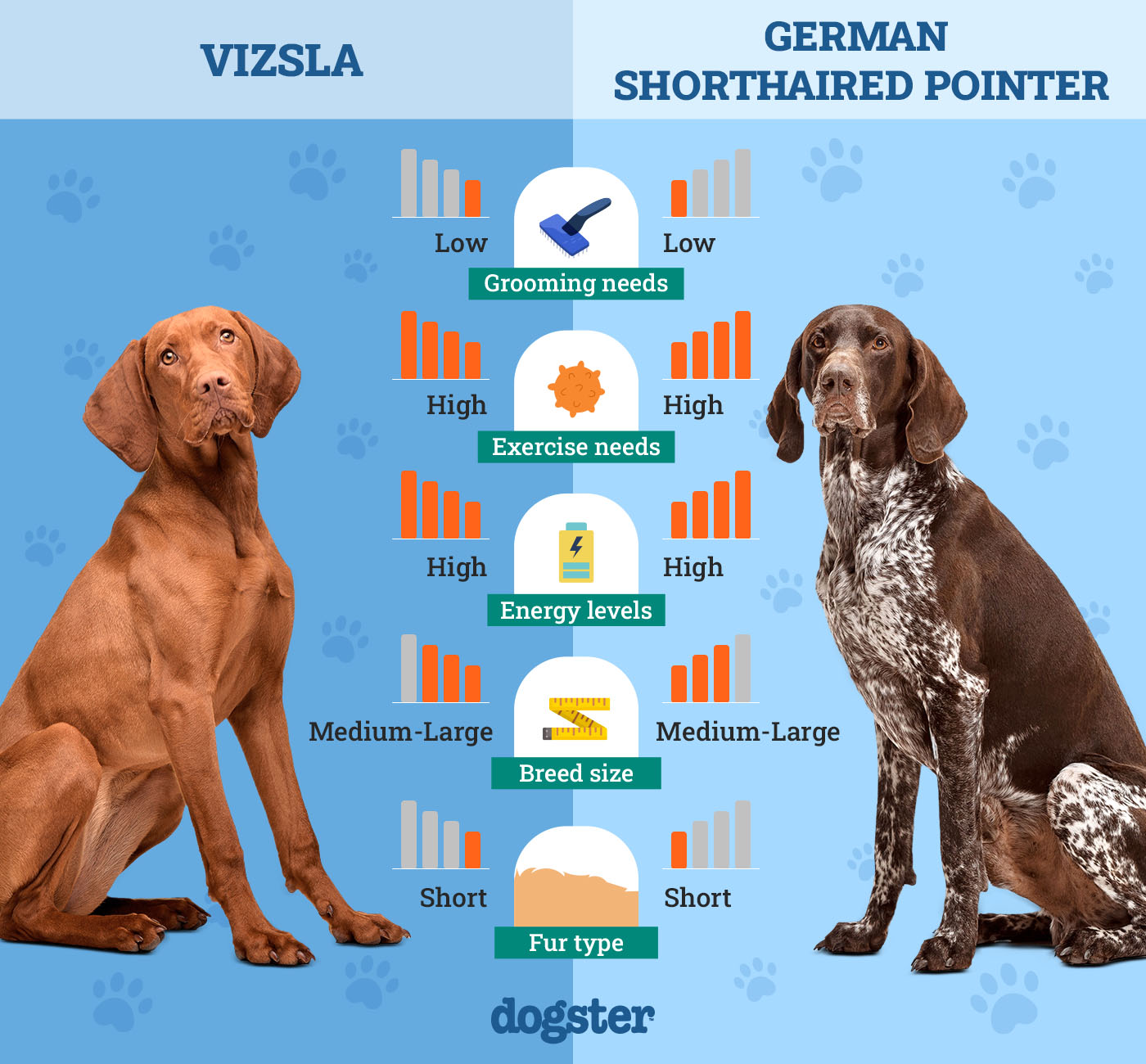vizsla vs german shorthaired pointer top breed battle