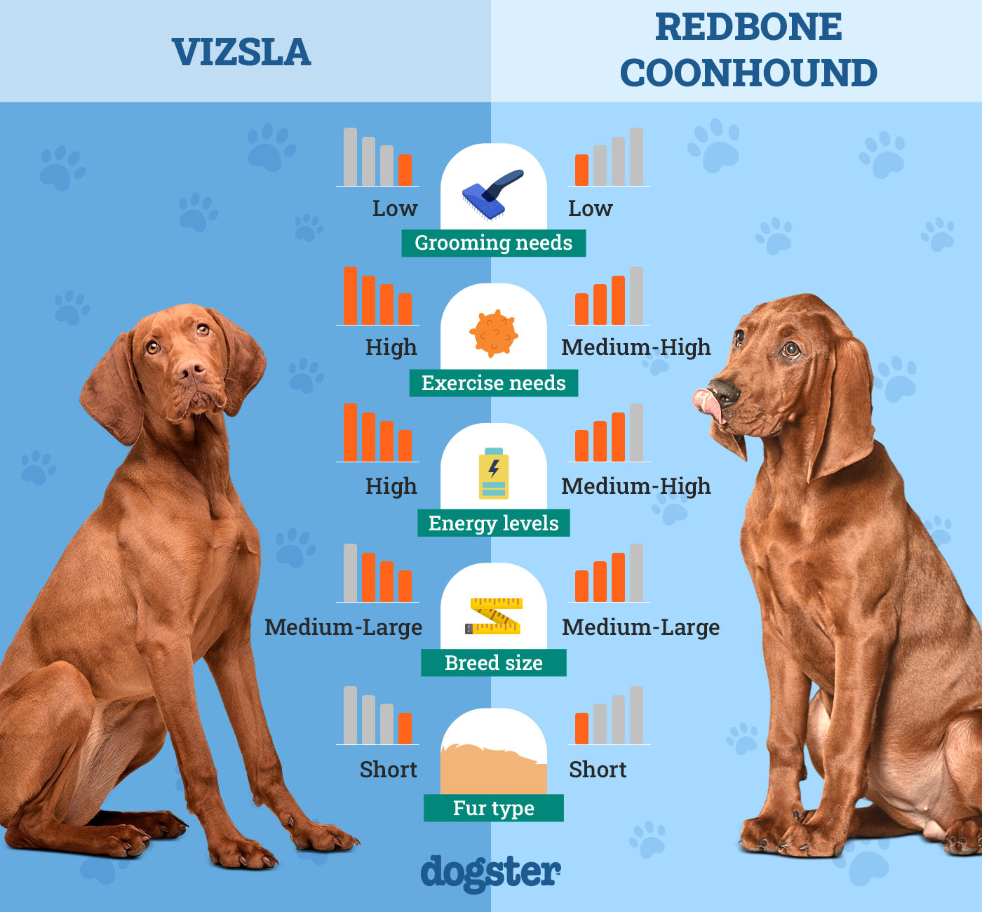 Vizsla Vs Redbone Coonhound: Choosing Your Canine Companion