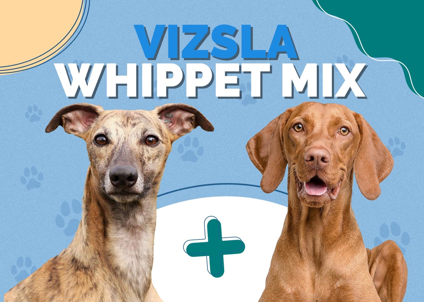 Vizsla Whippet Mix: Unveiling the Speedy Companions