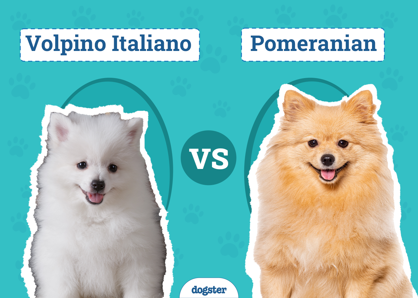 volpino italiano vs pomeranian cute canine clash