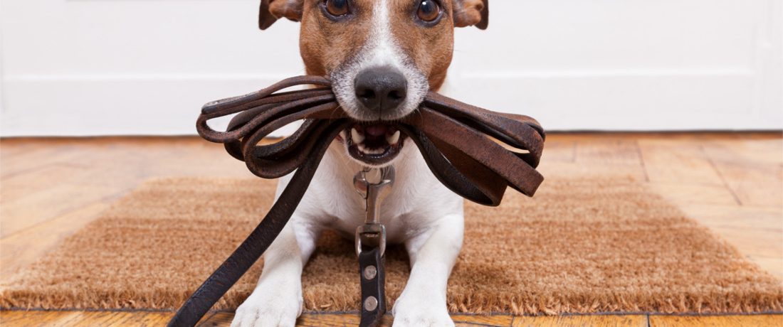 waggin tail dog training unleash success with your pup
