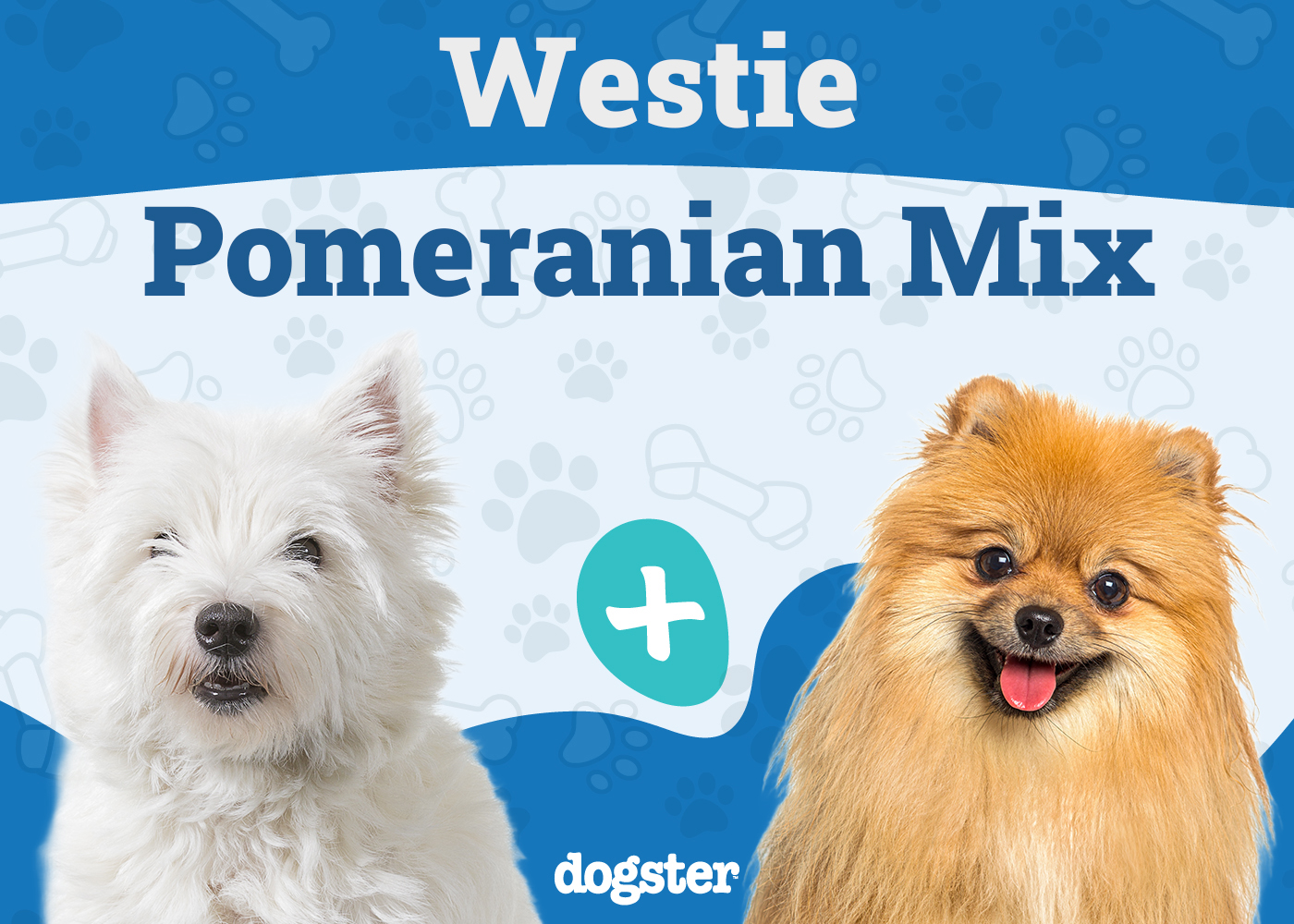 weeranian westie pomeranian mix cute hybrid alert